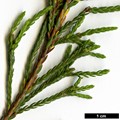 SpeciesSub: subsp. californica